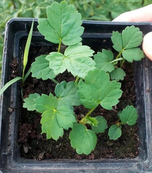 Посадка и выращивание клубники из семян: технология ухода в домашних условиях7