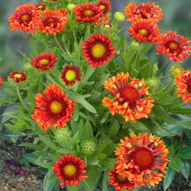 Многолетний цветок гайлардия – посадка и уход, выращивание рассады из семян, сорта25