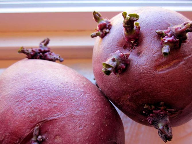 Сорт картофеля Ред Скарлет — описание, отзывы, фото4