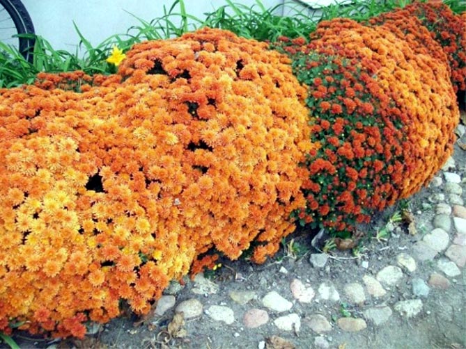 Выращивание хризантем: размножение, посадка и уход в открытом грунте31