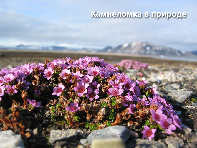 Цветок камнеломка – посадка и уход в открытом грунте, описание сортов, фото1