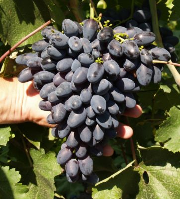 Столовый виноград Афон: его достоинства и недостатки, особенности ухода
