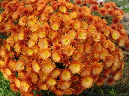 Многолетние хризантемы — сорта, фото17