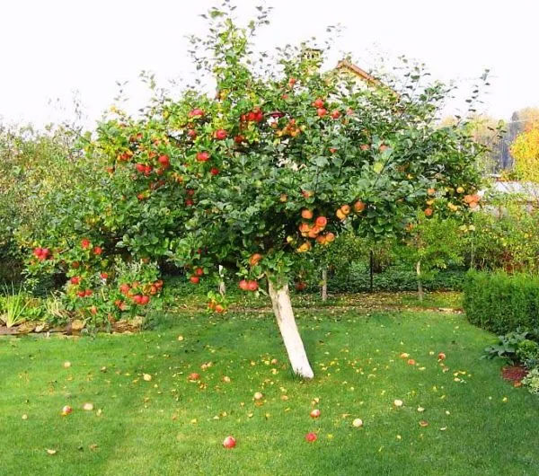 Сорт яблони Штрифлинг (Streifling, осенняя полоска) — описание популярной яблони, фото2