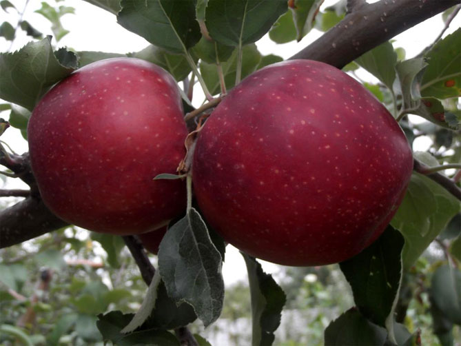Характеристика сорта яблони Фуджи: описание дерева, урожайность, фото, отзывы4