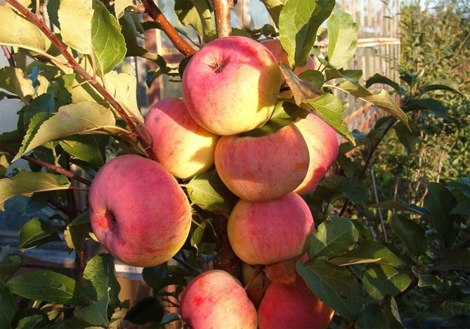 Описание сорта яблони Уэлси: урожайность, морозостойкость, фото, отзывы1