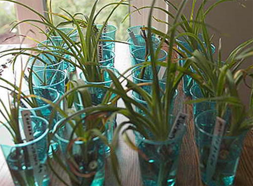 Лилейники в открытом грунте - посадка, уход, размножение, фото цветов14