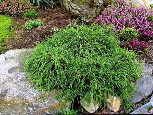 Лучшие растения для альпийской горки – цветущие, многолетние, хвойные31