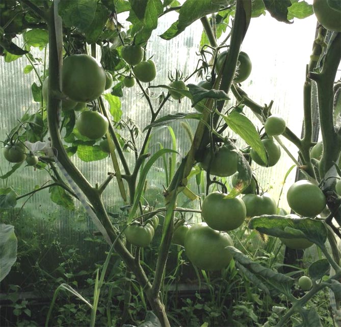 Характеристики томата Спасская башня f1 — фото, отзывы, урожайность2