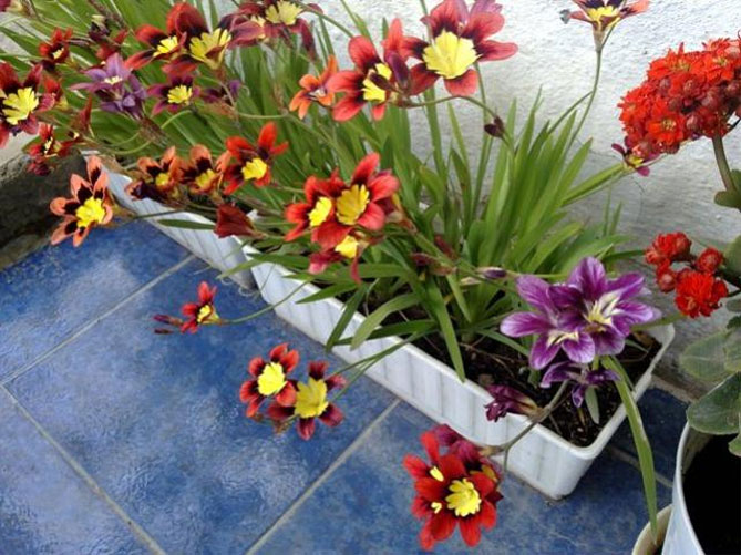 Цветы спараксиса: посадка, выращивание и уход в открытом грунте, фото в саду, сорта35