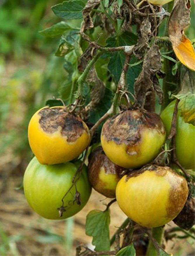 Чем обработать томаты от фитофторы: народные средства и химикаты, профилактика16