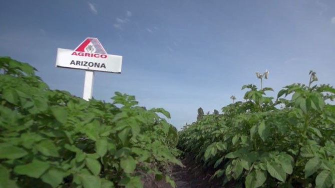 Картофель Аризона — характеристика сорта, отзывы, вкус, фото1