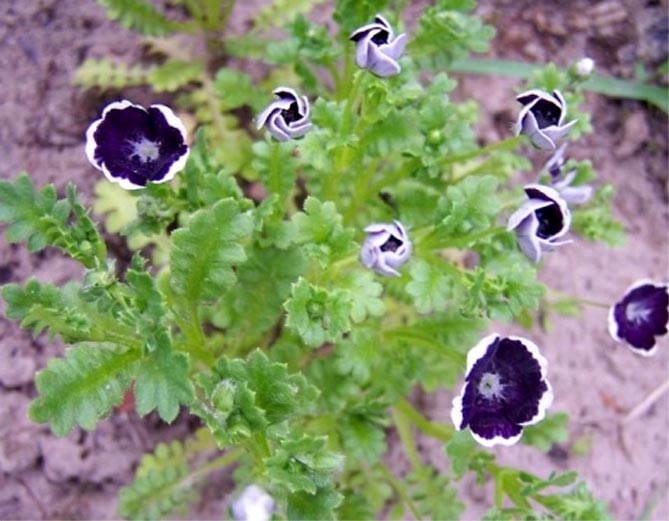 Цветок немофила: посадка и уход, выращивание из семян, фото сортов9