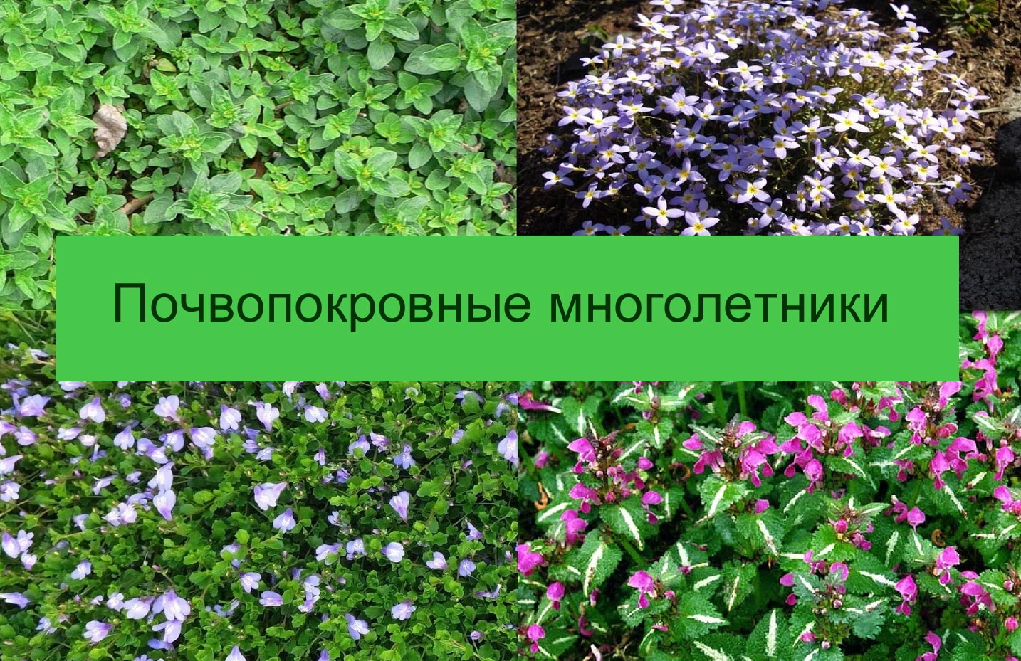 Фото и названия многолетних почвопокровных растений - цветущих и вечнозеленых0