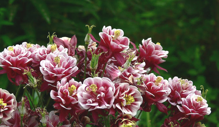 Цветок аквилегия – посадка из семян, уход в открытом грунте, фото сортов50
