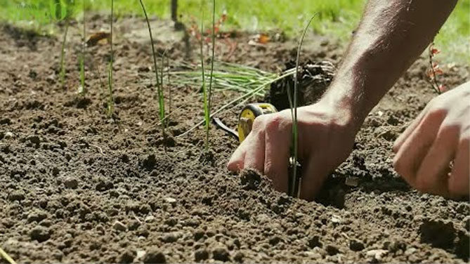 Лук-порей: выращивание в открытом грунте, посев семян на рассаду, уход25