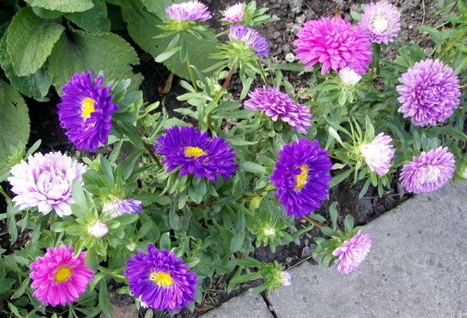 Однолетние и многолетние низкорослые бордюрные цветы, фото на клумбах9