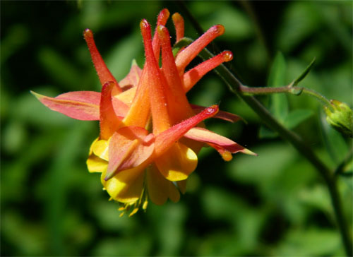 Цветок аквилегия – посадка семенами, уход в открытом грунте, фото сорта35