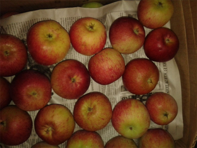 Сорт яблони Жигулевское — описание, морозостойкость, урожайность, фото и отзывы6
