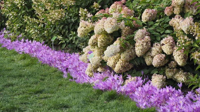 Цветок безвременник: посадка и уход в саду, фото сортов и видов с описанием57