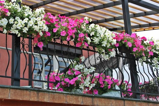 Какие цветы выращивают на балконе фото и названия35