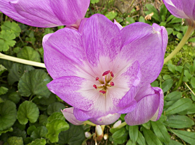 Цветок безвременник: посадка и уход в саду, фото сортов и видов с описанием21