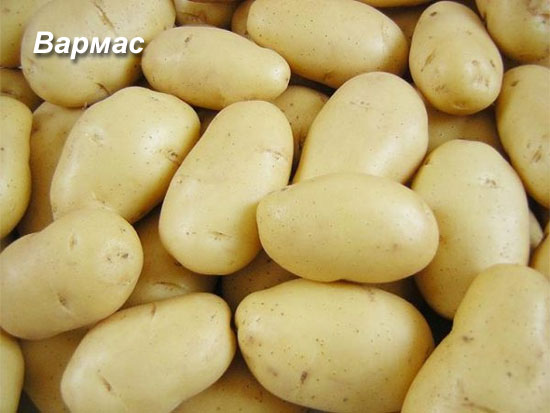 Описание лучших сортов картофеля для средней полосы России: самые урожайные и вкусные4