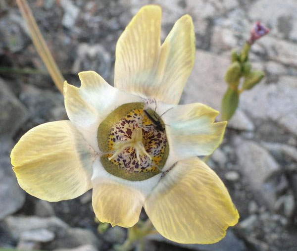 Цветок тигридия павлинья: посадка, выращивание и уход в открытом грунте, сорта, фото8