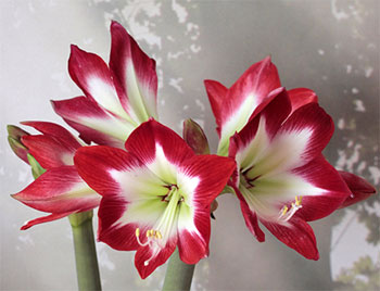 Цветок гиппеаструм – уход в домашних условиях, сорта с фото30
