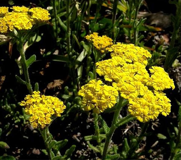 Лучшие растения для альпийской горки – цветущие, многолетние, хвойные76