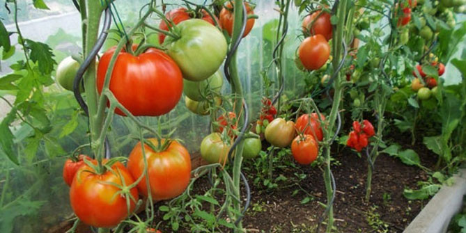 Прищипка и прищипка помидоров в теплице пошагово — схема, фото10