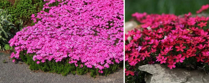 Цветущие все лето низкорослые цветы для клумбы, фото и названия17