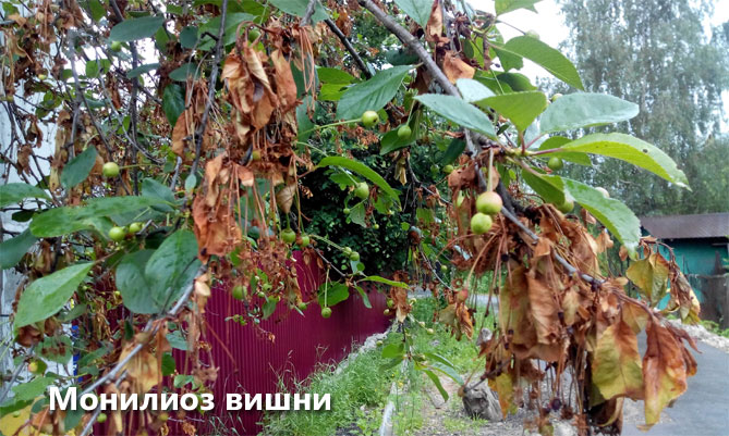 Сорт вишни Владимирская — описание сорта, посадка и уход, фото, отзывы7