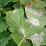 Столовый виноград Афон: его достоинства и недостатки, особенности ухода