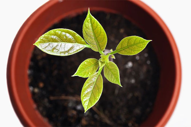 Как вырастить авокадо из косточки в домашних условиях: как прорастить, температура роста11