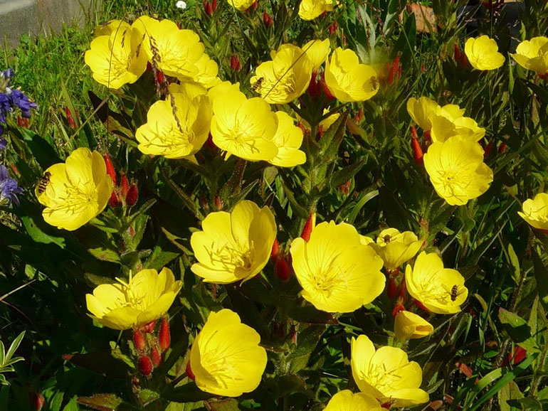Многолетний цветок энотера: посадка и уход, фото сортов и видов с описанием0