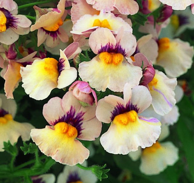 Цветы немезии - выращивание из семян, посадка в открытый грунт, уход, фото21