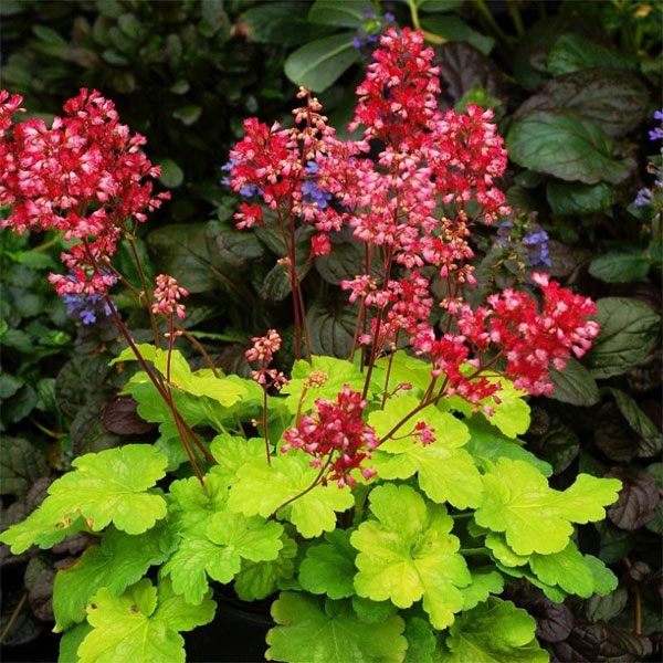 Лучшие растения для альпийской горки – цветы, многолетники, хвойные75