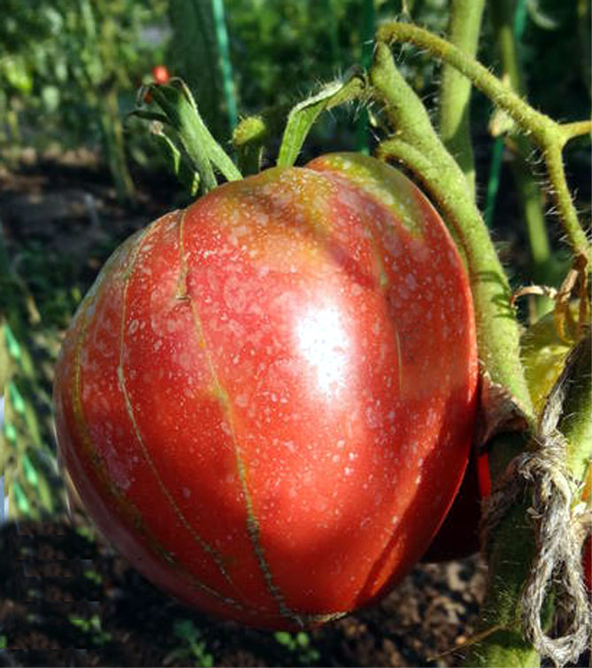 Помидоры Розовый мед: отзывы, описание сорта помидор с фото, достоинства и недостатки5