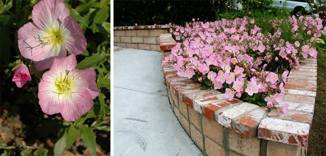Описание многолетних садовых цветов давать с названиями и фото21