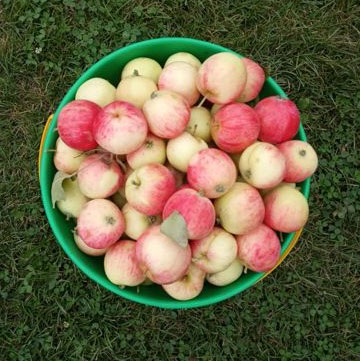 Описание сорта яблони Грушовка Московская: урожайность, морозостойкость, засухоустойчивость1