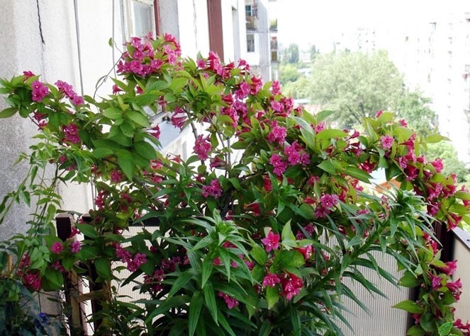 Какие цветы выращивают на балконе фото и названия67