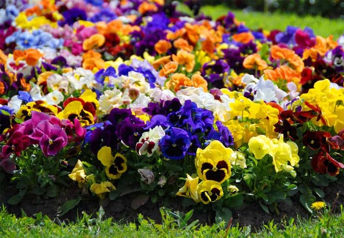 Однолетние и многолетние низкорослые бордюрные цветы, фото в цветниках21