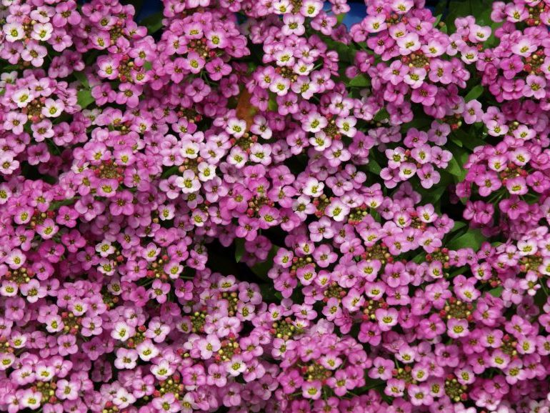 Цветок алиссум: уход и посадка в открытый грунт, сорта с фото1