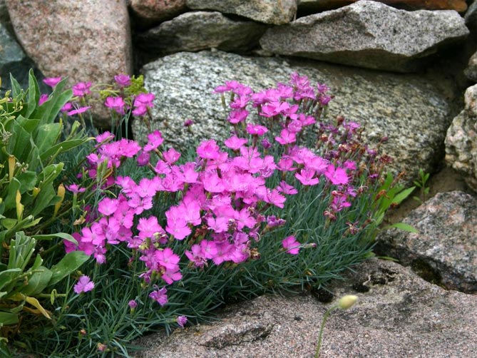 Фото и названия многолетних почвопокровных растений: цветковых и вечнозеленых61