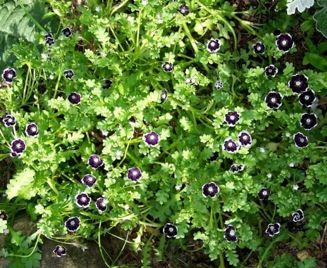 Цветок немофила: посадка и уход, выращивание из семян, фото сортов25