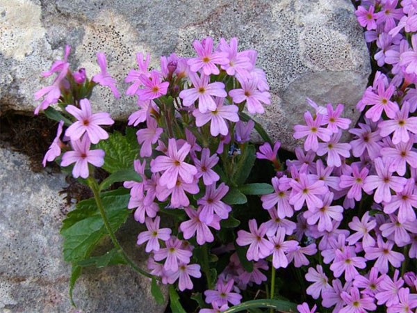 Лучшие растения для альпийской горки – цветы, многолетники, хвойные103