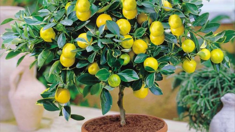 Как вырастить лимон дома: уход, обрезка, прививка0