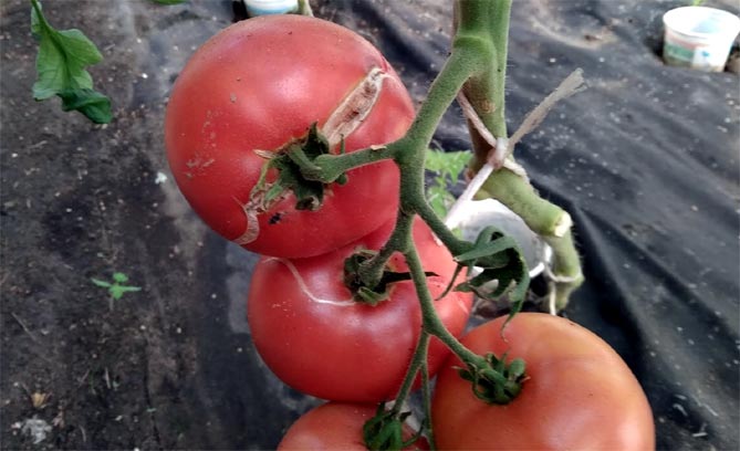 Болезни и вредители томатов: фото и описание, профилактика и лечение42