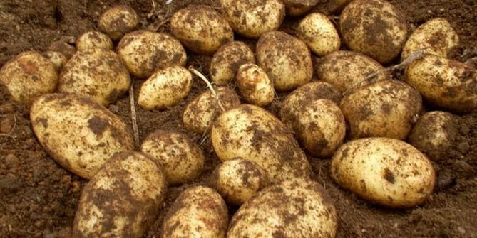 Характеристика картофеля Скарб: описание сорта, урожайность, фото, отзывы3